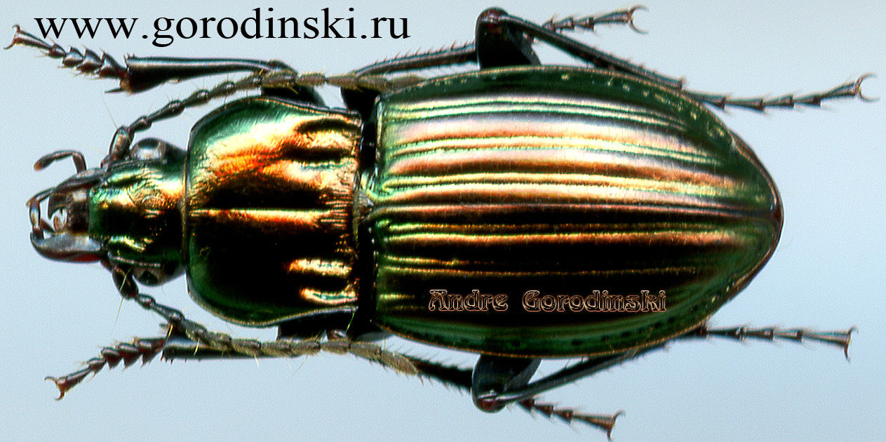 http://www.gorodinski.ru/carabidae/Aristochroa morvani.jpg